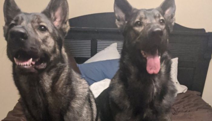 Is Purina Good For German Shepherds