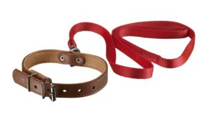 Best Leashes for Yorkies