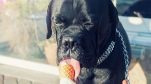 Can Pregnant Dogs Eat Ice Cream