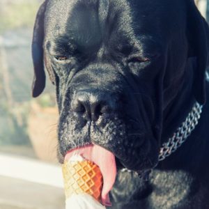 Can Pregnant Dogs Eat Ice Cream?