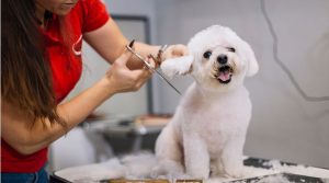 How Often Should You Brush a Poodle