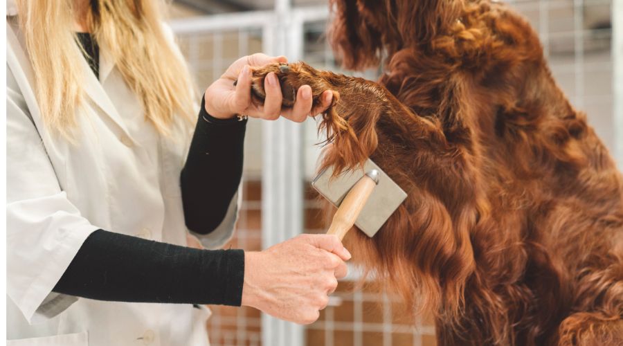 Best Brush For Poodles Top 5 Brushes For Poodle Grooming