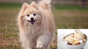 Can Pomeranians Safely Eat Ice Cream