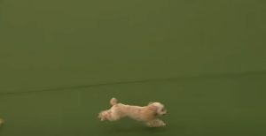 How Fast Can A Poodle Run
