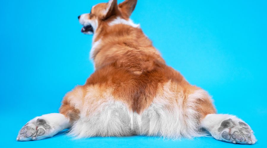 Why Do Dogs Drag Their Butts on the Ground