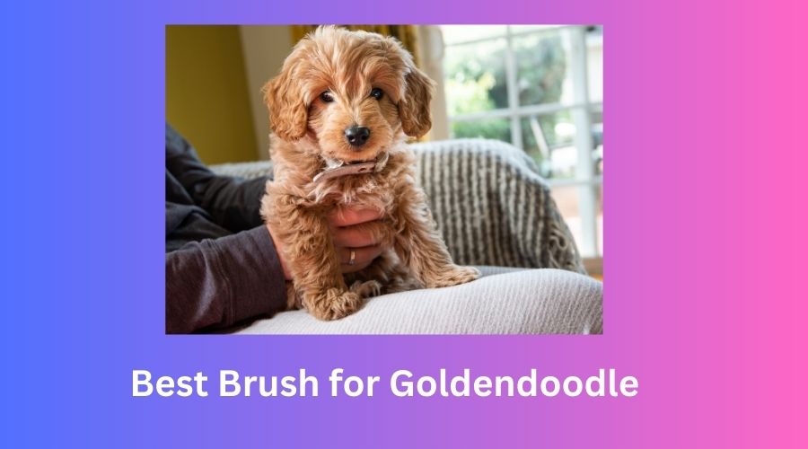 Best Brush for Goldendoodle Top 5 Picks in 2023