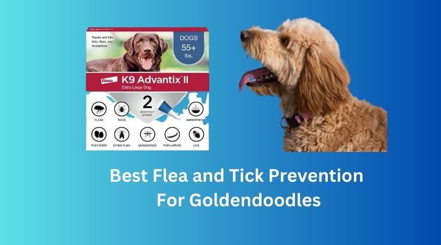 Best Flea and Tick Prevention For Goldendoodles