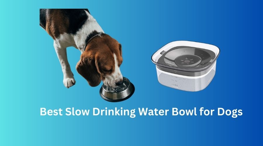 Best Slow Drinking Water Bowl for Dogs