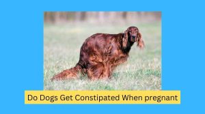 Do Dogs Get Constipated When pregnant