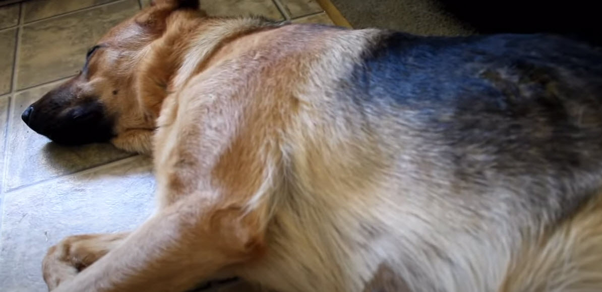 Puppies And Pregnancy: Can They Get Pregnant Before Their First Heat?