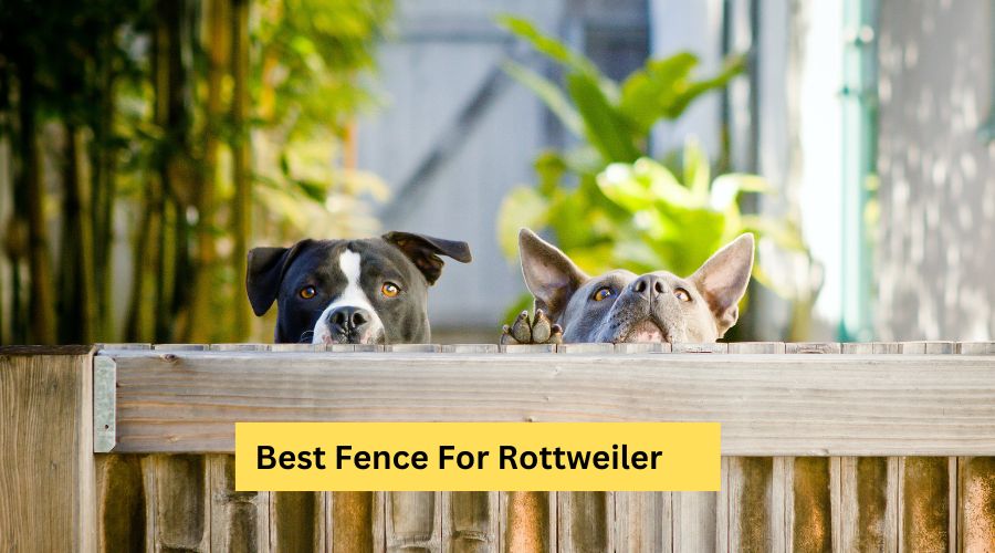 best fence for rottweiler 1