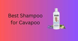 Best Shampoo for Cavapoo