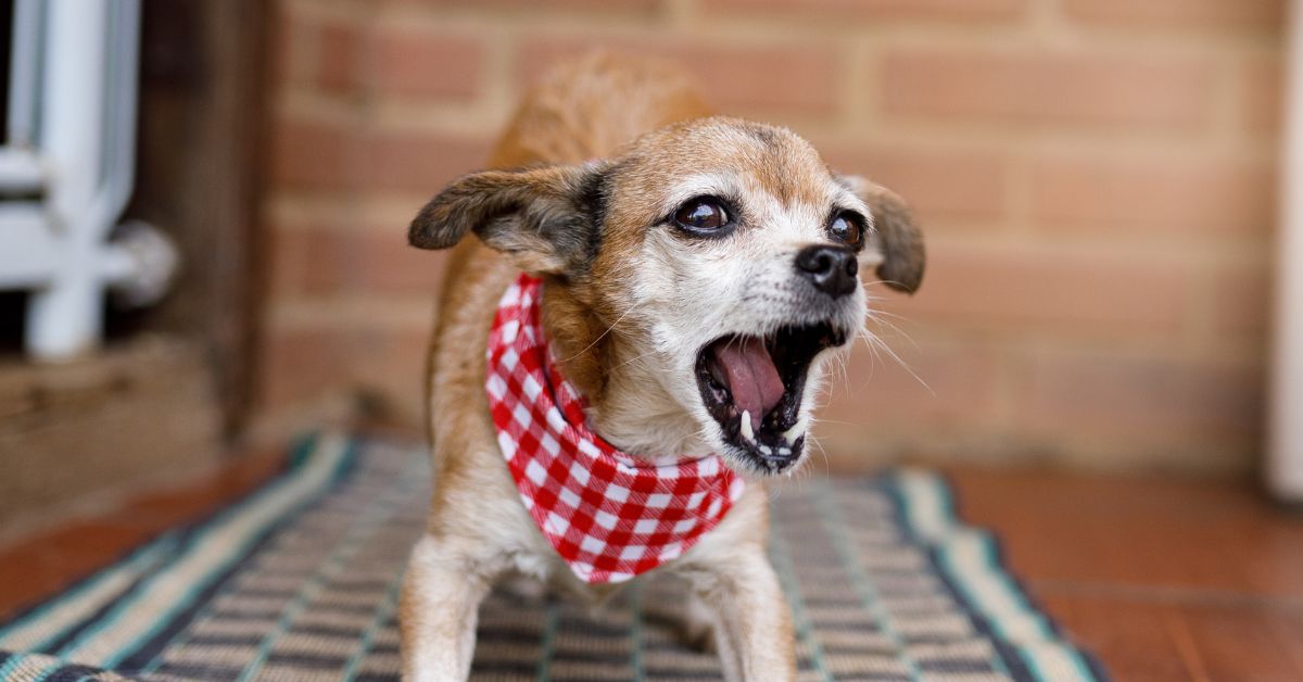 Can Dog Barking Cause Hearing Loss? Exploring The Potential Risks