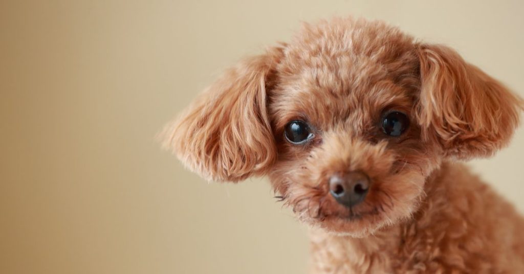 How Much Do Toy Poodles Cost Without Papers