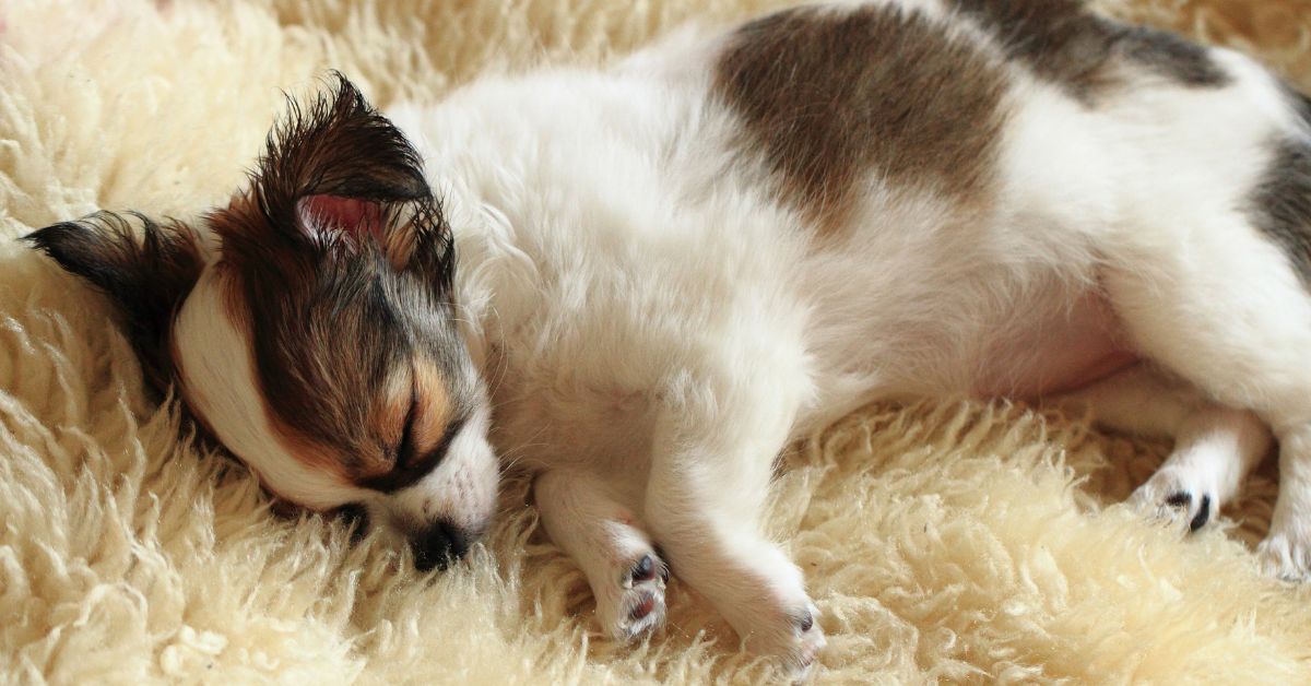Reasons Why Your Puppy May Insist On Sleeping Next To You