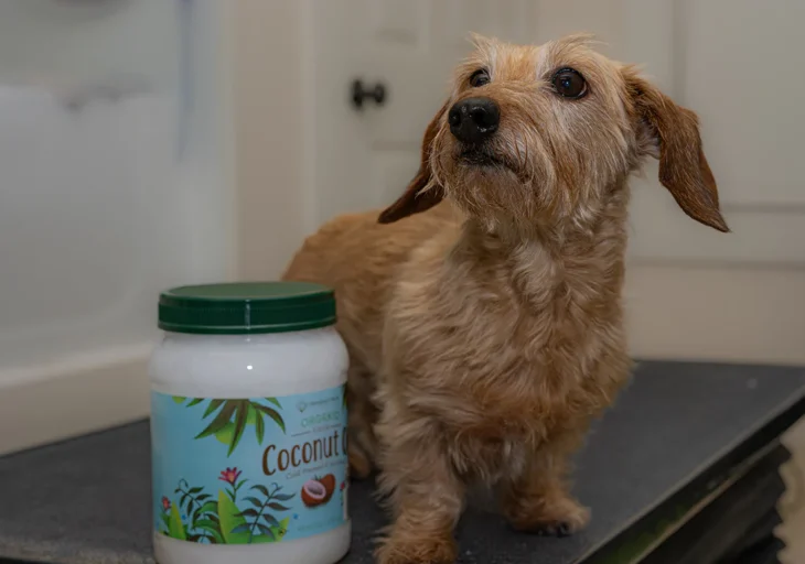 Coconut Oil for dog skin