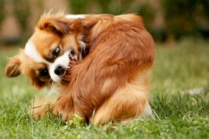 Dog With Itchy Skin