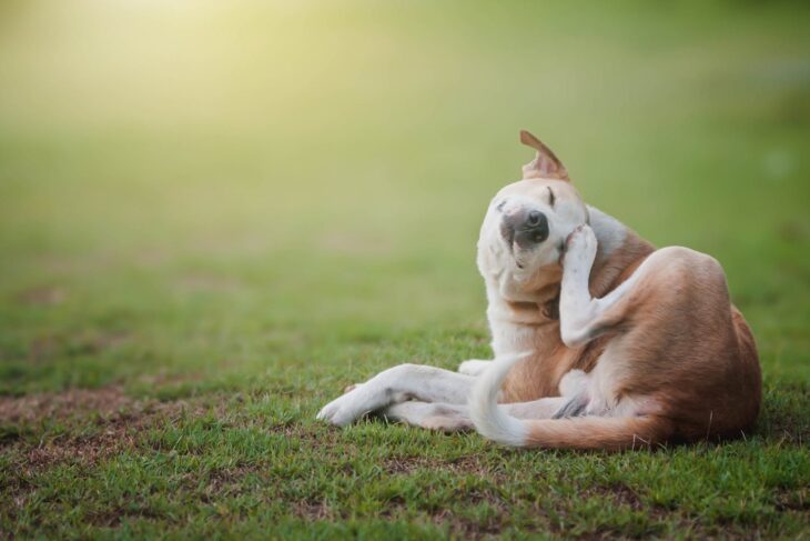 Dogs Scratch Themselves