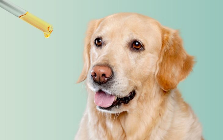 Supplements for Dog Skin Health