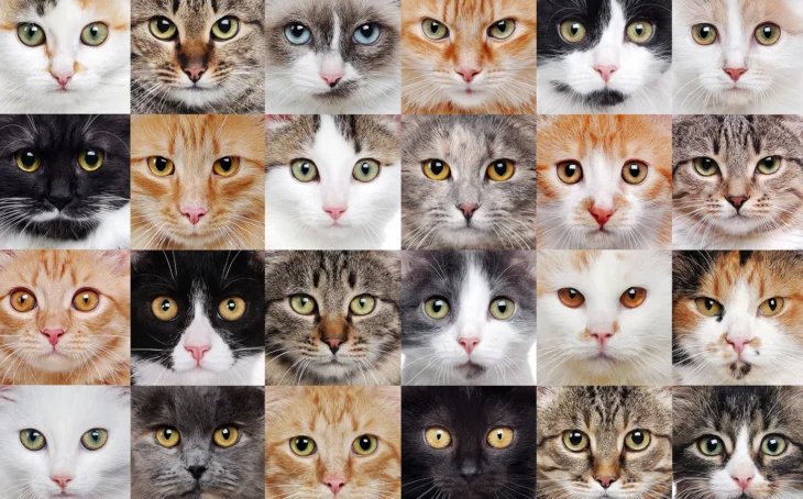 Cat Breeds