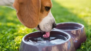 Water Intake for Dogs