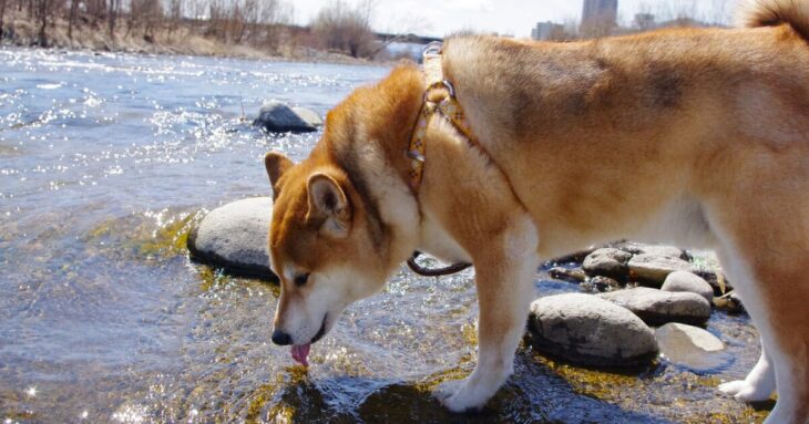 Dogs Regulate Heat Through Water Loss
