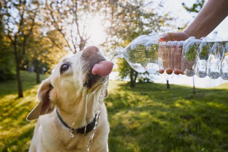 General Daily Water Intake Guidelines for Dogs
