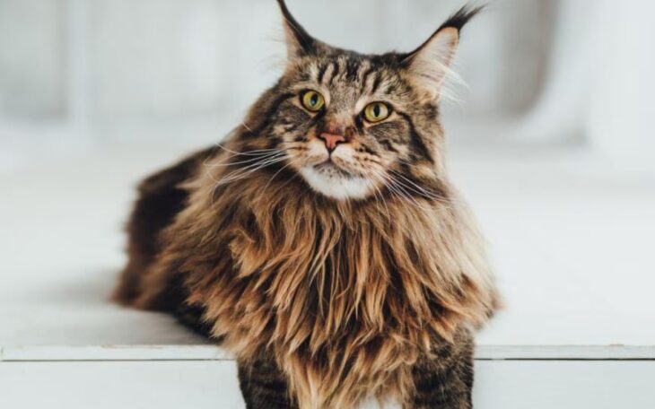 Maine Coons